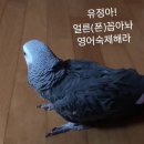 유정아 영어숙제 해라 이미지