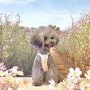 마이독 프리미엄 펫 스튜디오 이미지