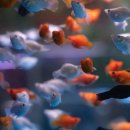 안산동물약국 이미지