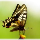 나비야 청산가자 이미지