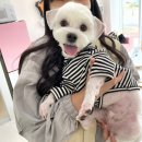 그루밍루나 이미지