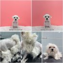 멍뭉이발소 이미지