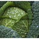 오스테오인 이미지