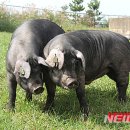 제주 원 축산유통 이미지