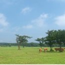 추진목장 이미지