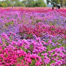 가을 여행지 경상도 가볼만한곳 의령 호국의병의숲 댑싸리 축제 아스타 꽃 핑크뮬리 명소 이미지