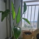 강동꽃화원 이미지