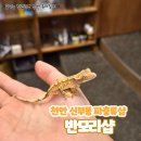 [천안 파충류샵] 신부동 아이와 가볼만한 곳 파충류샵 반모리 추천