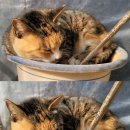 호크종합동물병원 이미지