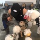 쿨한 강아지 이미지