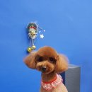 개님은 털빨 이미지