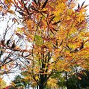 생태세상 | [생태탐사] 2025.11.15. 서울월드컵공원 식물들(10)