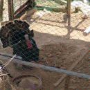 종필농장 이미지