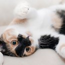 관양동물병원 이미지