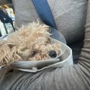 세명 동물병원 | 7개월 암컷 강아지 말티푸 눈물의 중성화 후기 (잘하는 병원, 비용, 시간, 회복)