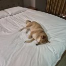 하이원펫클럽 | 하이원리조트 펫클럽 펫룸 후기 만족스러운 어메니티 정선 애견동반숙소