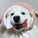 덴탈왕 이미지