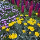 천송이플라워 | 도깨비부터 사랑의 불시착까지... 드라마 주인공처럼 걷는 2026 봄꽃 나들이 Best 6