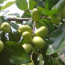 황상연농장 이미지