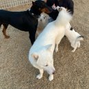 딩동댕댕 애견유치원 이미지