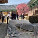 사찰약수터 | 양산시 [통도사] - 홍매화 개화시기ㅣ2월 중순 실시간 현황ㅣ대한민국 3대 사찰ㅣ주차요금