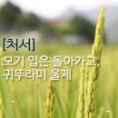 ♡*...🌹2026년 8월23일 處暑🌹 이미지