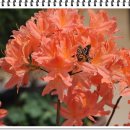 본오 초등학교 이미지