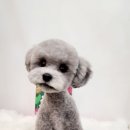 그루밍 하와이 이미지