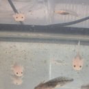 루다렙타일