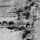 스테이치목 이미지