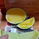 노랑수박 네이버블로그
