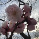 강원돼지국밥 이미지