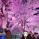 호수피드 | 26년4월3일 잠실 석촌호수 만개한 벚꽃사진 낮부터 야경 핑크점등까지 (브뤼셀프라이 후기포함)