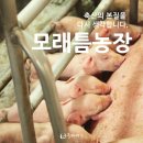 모래틈