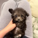 독스캣 강아지고양이 수원점 이미지