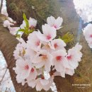 돌성저수지 | 충남당진 면천읍성 레트로 골목에서 만난 화려한 벚꽃