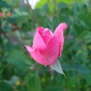 산수골농장 Daum카페