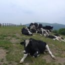 대관령마루길 이미지