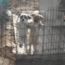 강이랑아지랑 이미지