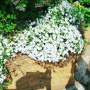 # 반려 식물 _ 꽃 잔디 (Phlox subulata) 모종 심는 시기 및 키우는 방법 후기 일지 기록