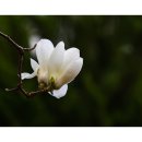 목련세차