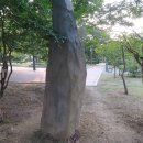 신사리 선돌 이미지