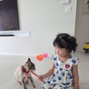 고양이미용&호텔 냥집사 이미지