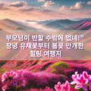 부모님이 반할 수밖에 없네!” 창녕 유채꽃부터 봄꽃 만개한 힐링 여행지