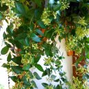 이른봄의 서정 이미지