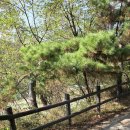 641회 남산자락 매봉산 이미지