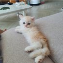 낭만고양이(강서점) 이미지