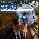 지명중학교 | 평창 실내 관광지 추천 광천선굴 멋진 종유석과 박쥐와의 만남