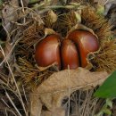 차령농장 이미지