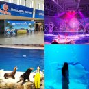 제주도 가족여행 코스, 아쿠아플라넷 제주 추천해요!